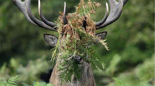 20 самых смешных фото лесных животных в мире — победители Comedy Wildlife Photo Awards за всю историю конкурса