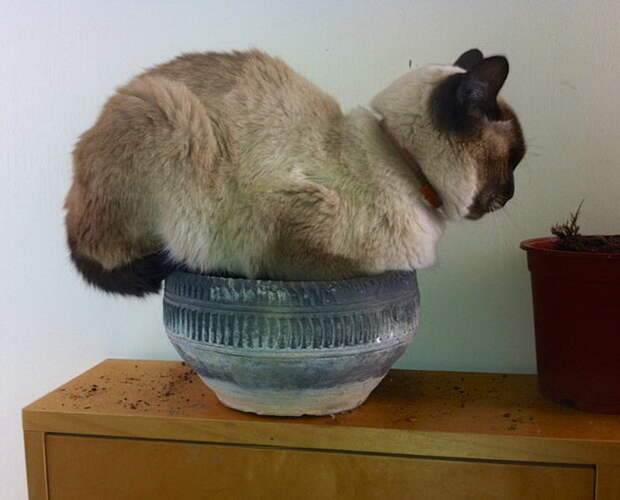 Пришла весна и зацвели... коты. Пришла весна и зацвели... коты.
