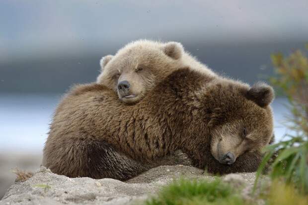 Камчатка, медведи и любовь животные, путешествия, факты, фото