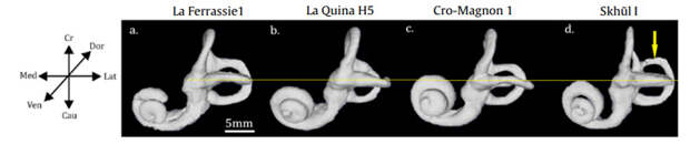 Рис. 4. Костный лабиринт двух неандертальцев, верхнепалеолитического сапиенса и Схул 1
