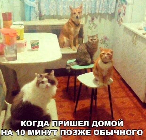 Прикольные картинки (30 фото)