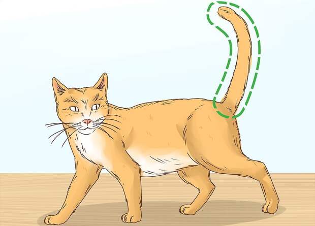 Шишка на хвосте у кота: причины, описание симптомов и методы лечения
