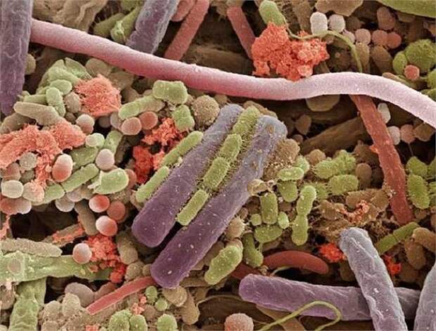 Картинки по запросу бактерии полости рта