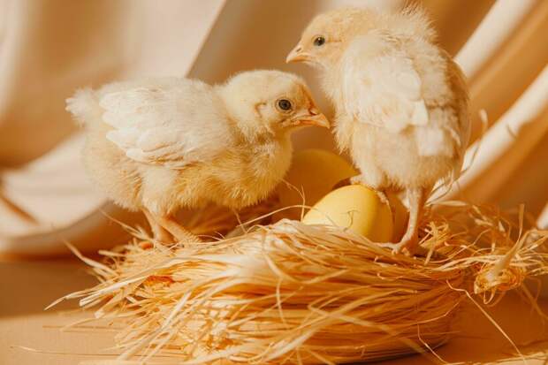 Цыплята умнее младенцев и еще 11 занятных фактов о курах