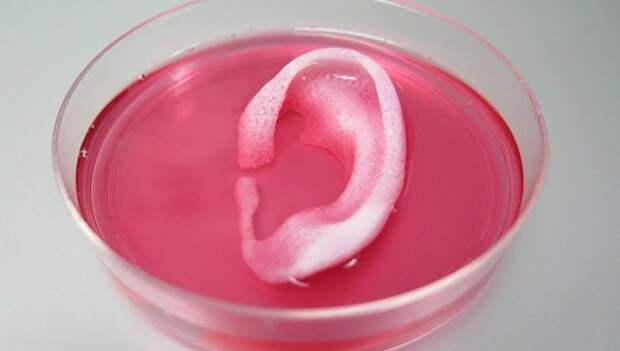Ухо, напечатанное на 3D-биопринтере