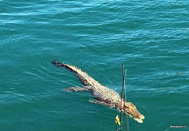 Экстремальная рыбалка в Австралии!