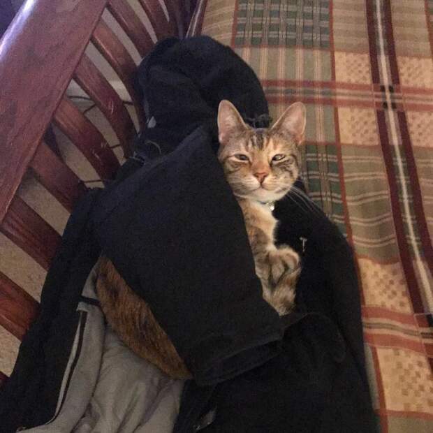 Без кота и жизнь не та