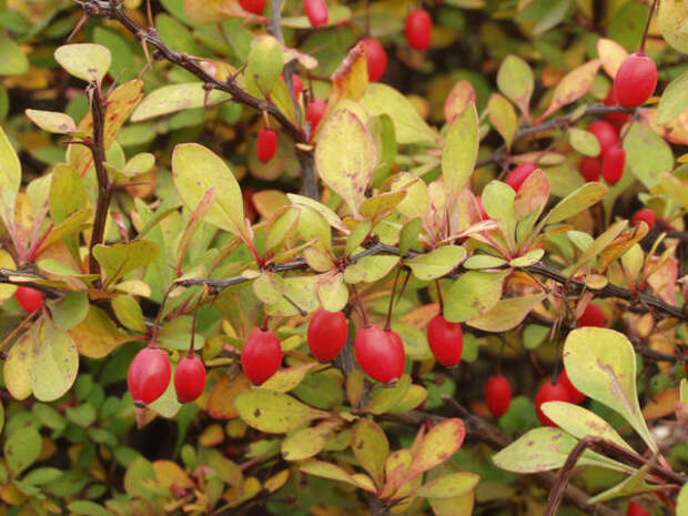 У барбариса Тунберга (Berberis thunbergii) плоды долго сохраняются на ветках