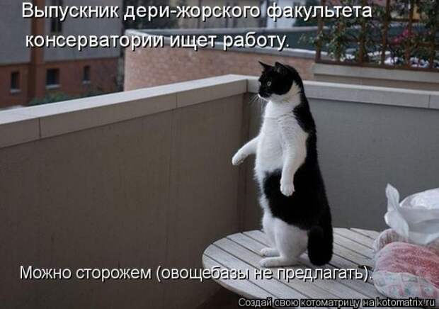 Лучшие котоматрицы недели (50 фото)