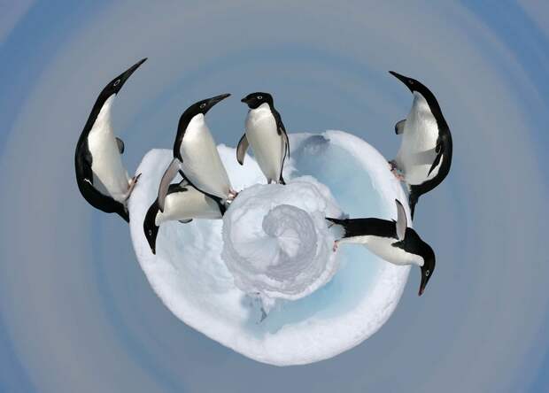 Лучшие фотографии птиц с конкурса Bird Photographer of the Year