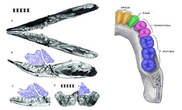 Ихтиозавр давил раковины моллюсков круглыми зубами