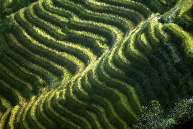 Мохнатые рисовые террасы на юго-западе провинции Гуанси в Китае