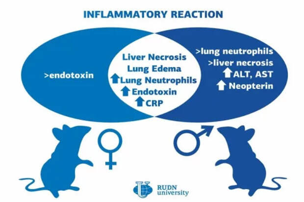 Выявлено как половое различие животных влияет на иммунный ответ при воспалениях