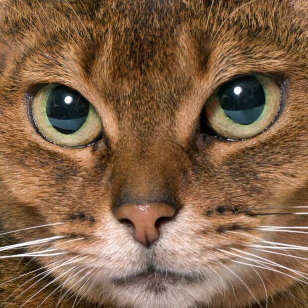 Одна женщина неделю кормила кошку дорогущим кормом, а та всё нос воротила