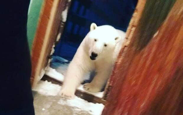 Меняется климат. Почему белые медведи атакуют села