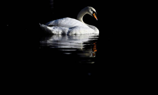 Лебедь на осеннем озере