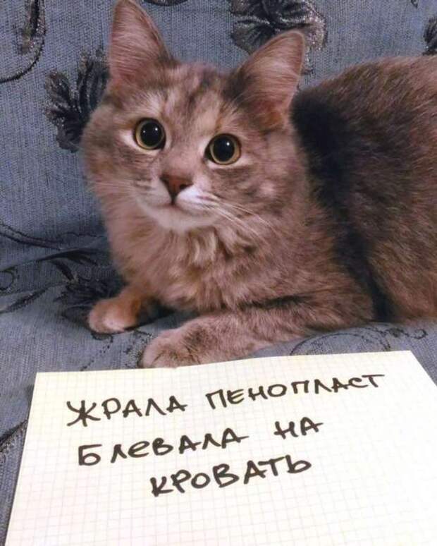 28 провинившихся котиков, которые признались в своих проделках