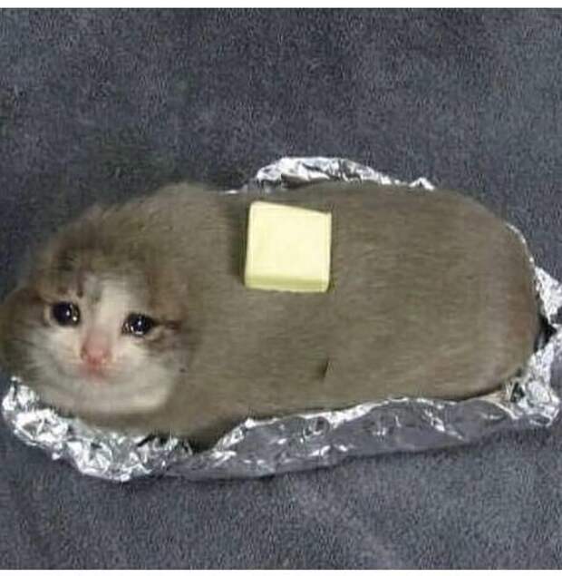Заплаканный кот