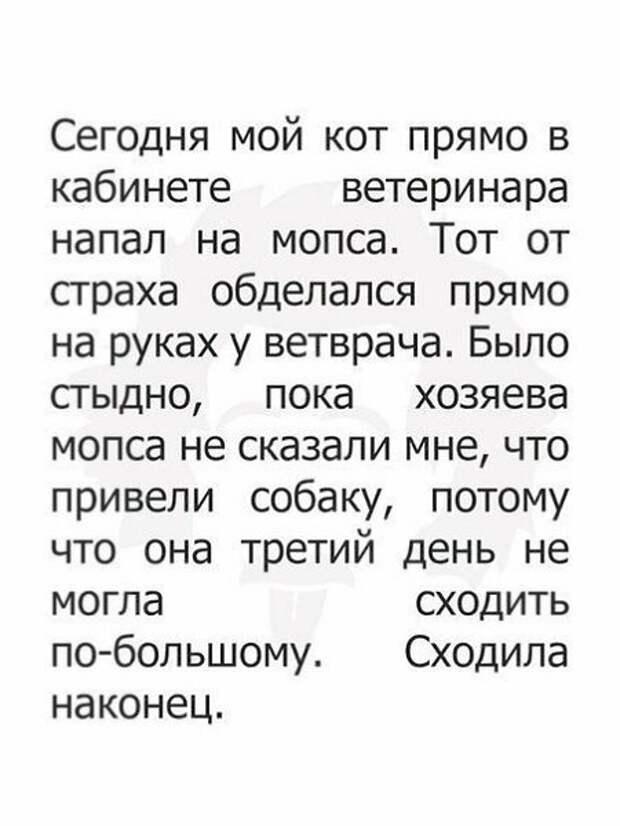 20 причин, по которым котов лучше не злить