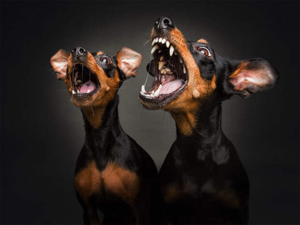 Паника, радость и ожидание – все это легко можно распознать на мордочках фотографируемых собак.