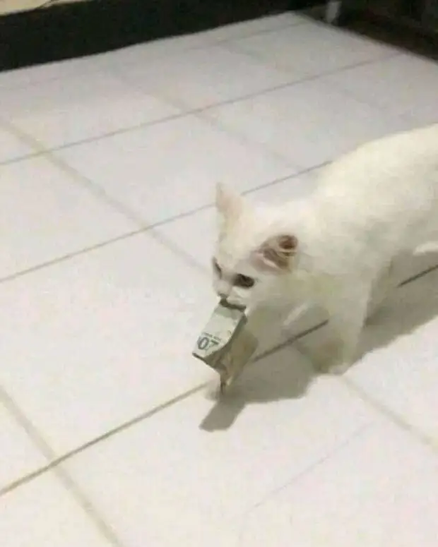 ������� �����, ����� �� ������� ������� ��������