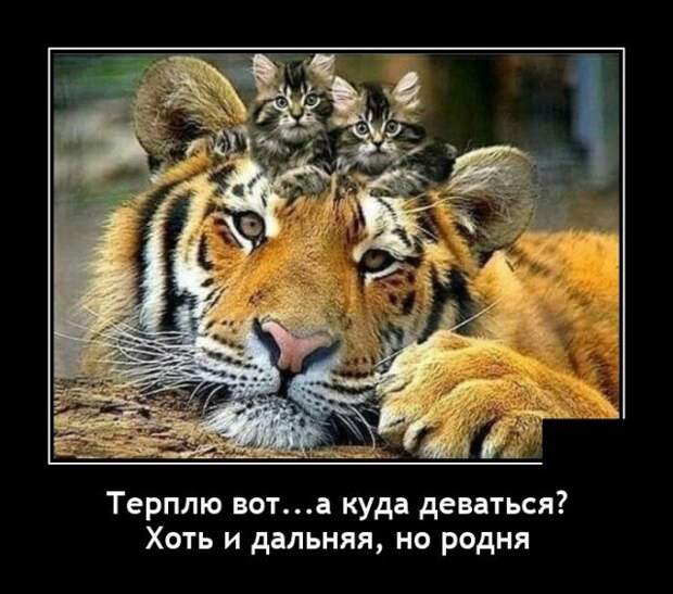 Демотиватор про дальних родственников