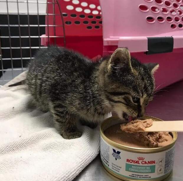 спасение котенка котенок кушает