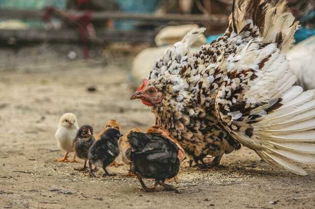 Цыплята умнее младенцев и еще 11 занятных фактов о курах