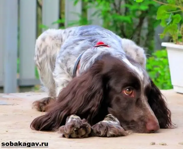 Русский кокер спаниель собака. Описание, уход и цена русского кокер спаниеля