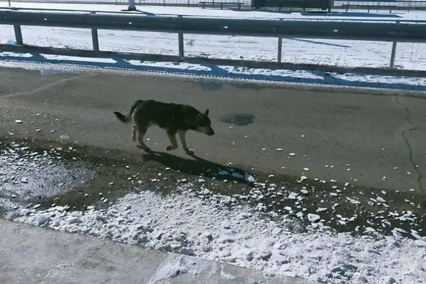 Собака из стаи, живущей в микрорайоне Гвардейский в Каштаке.