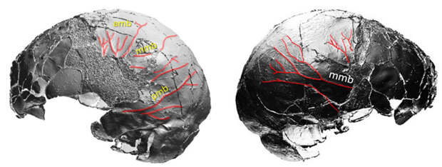 Рис. 3. Отпечатки сосудов на поверхности эндокрана Схул 1