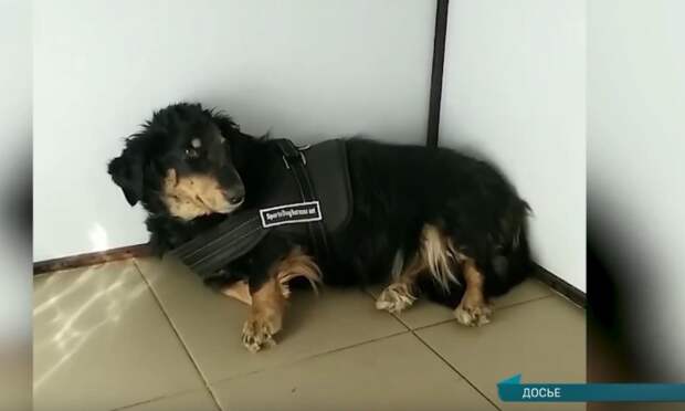 Житель Коряжмы, жестоко ранивший ножом собаку Чапу, получил три года колонии-поселения