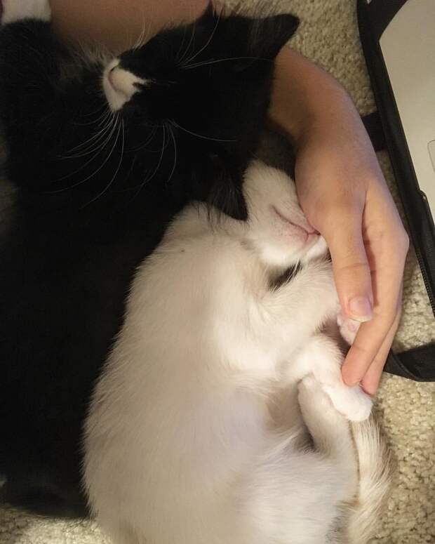 Без кота и жизнь не та