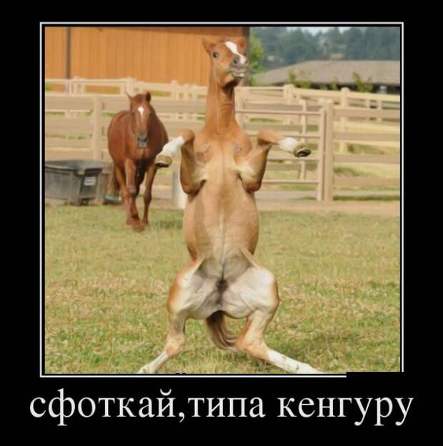 Сфоткай, типа кенгуру демотиватор, юмор