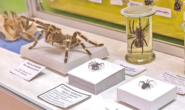 Эксперт рассказал, для кого укус каракурта смертельно опасен