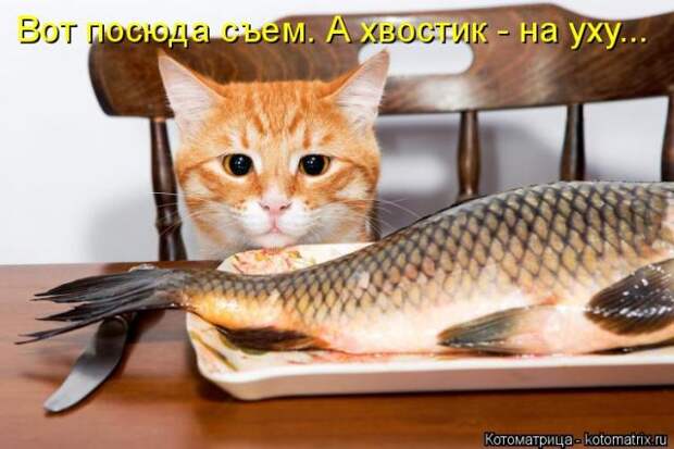 Лучшие котоматрицы недели (50 фото)