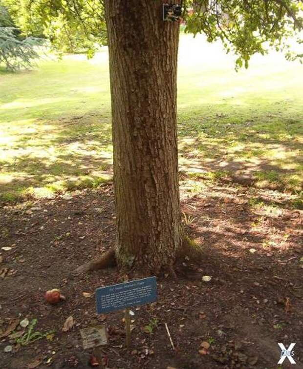 В ботаническом саду Кембриджа растет почитаемый потомок «яблони Ньютона»