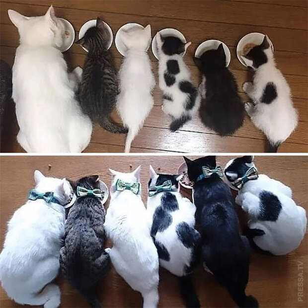 1612249896_pressa_tv_727e5f5b-3aca-4310-aa55-fe537cb281ba (699x700, 371Kb)