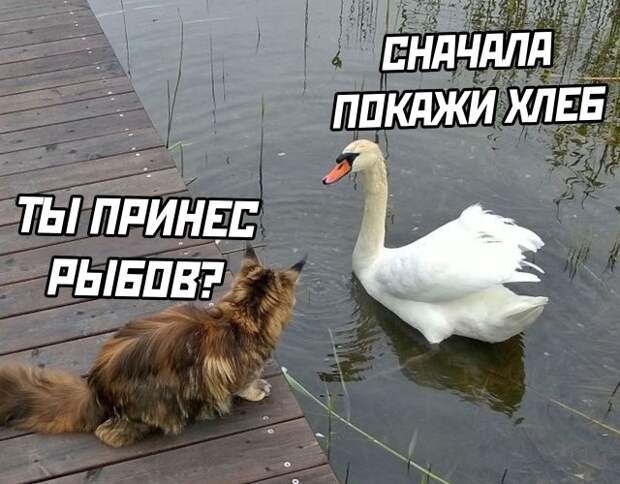 Смешные картинки 6 сентября 2021 года
