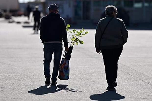 Дачникам объяснили, как распознать фейковые растения на маркетплейсах