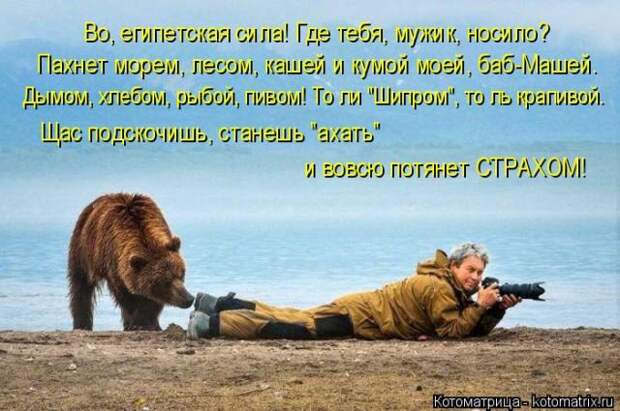 Лучшие котоматрицы недели (50 фото)