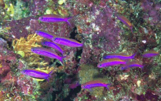 Сказочная красота кораллового рифа, или Что такое коралл