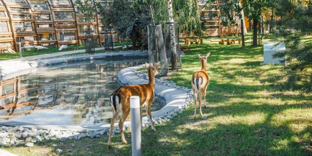 Мэр Москвы Сергей Собянин открыл Детский зоопарк после его комплексной реконструкции. Фото: mos.ru