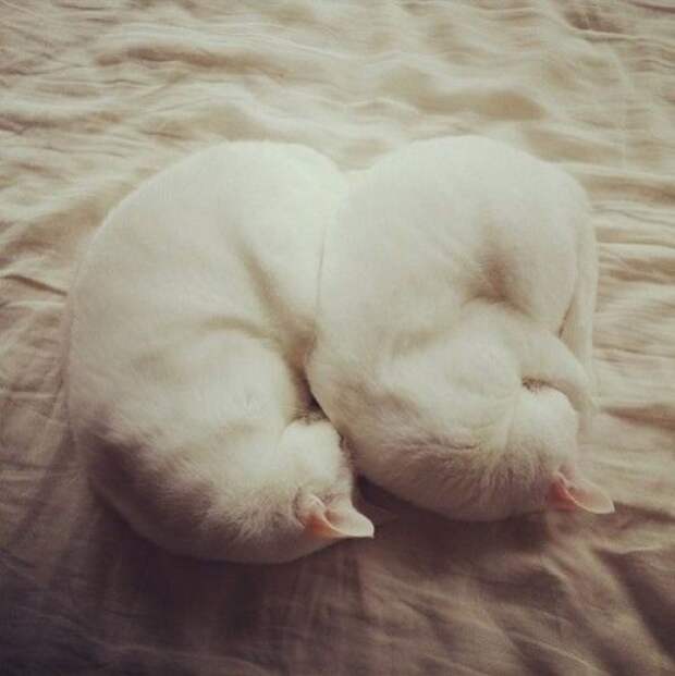 Синхронизация котэ