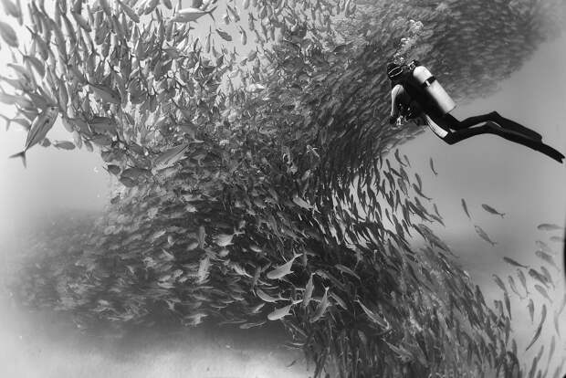 Подводное царство духозахватые чёрно-белые фотографии жизни под водой 45