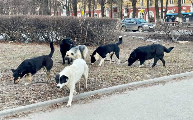 В Рязани стая собак искусала женщину на улице Есенина