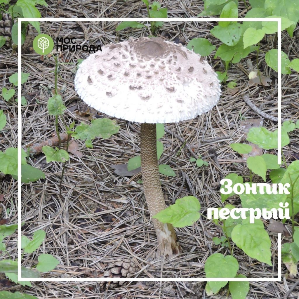 За сбор урожая в Серебряном Бору установлен штраф