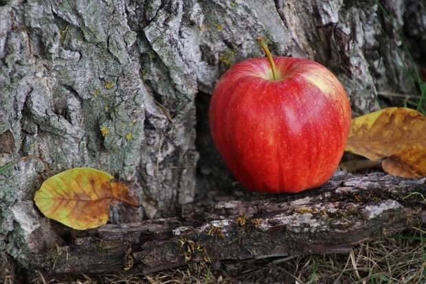 Красный, Apple, Био, Кора Дерева, Свежий, Зрелые