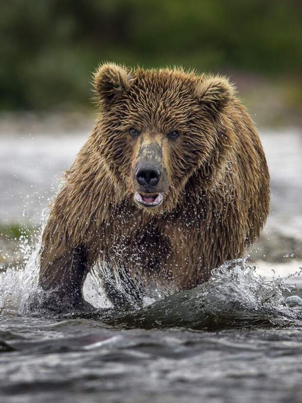 mama-bear-catches-a-salmon-to-feed-her-cubs-14