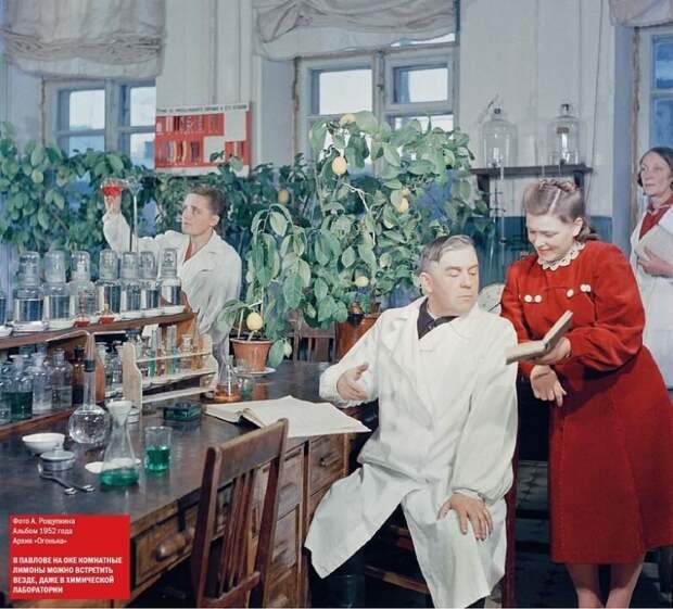 Комнатные лимоны в химической лаборатории, город Павлов на Оке, 1952 год: СССР, история, кинохроника